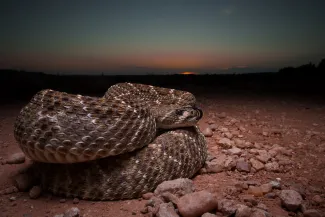 A brown patterned snake coils on a dirt road.